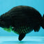 AAA Grade Hugh Back Black Ranchu 5-5.5 inches #050925RC_02