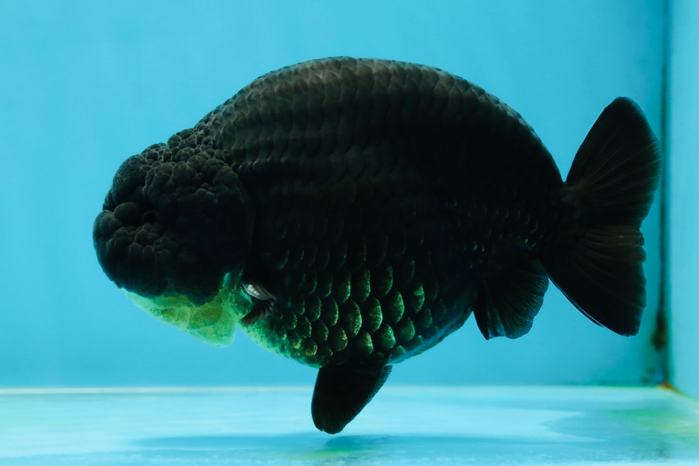 AAA Grade Hugh Back Black Ranchu 5-5.5 inches #050925RC_02