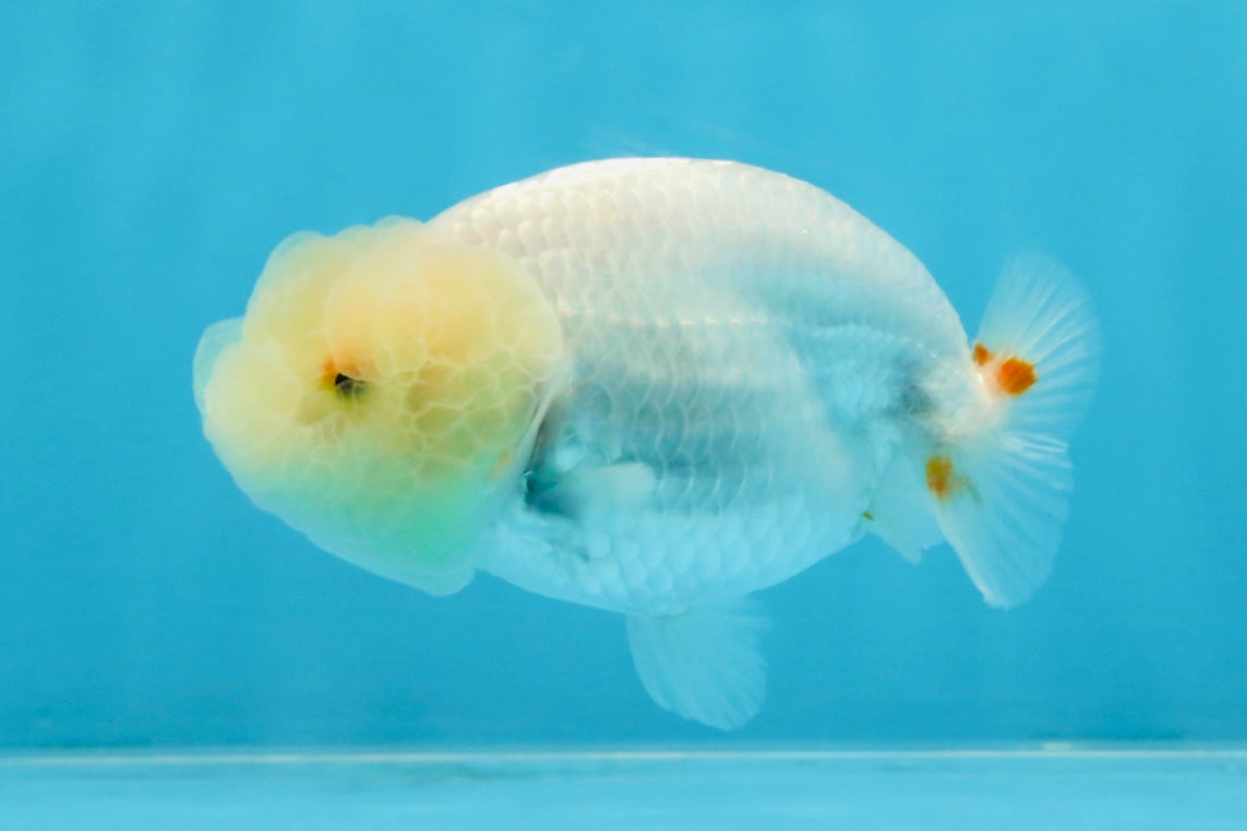 White Lionchu Female 3.5 inches #103125LC_23