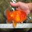 A Grade Orange Juice Oranda Male 5.5-6 inches #040326OR_17