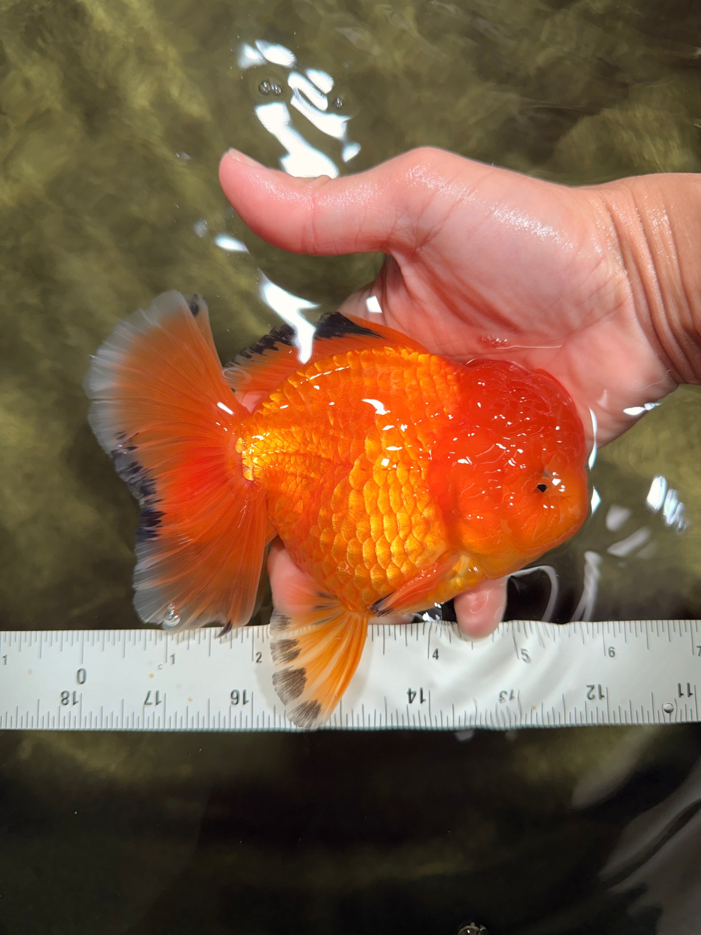 A Grade Orange Juice Oranda Male 5.5-6 inches #040326OR_17