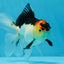 A Grade Angry Bird Tricolor Oranda Male 4.5-5 inches #053025OR_14