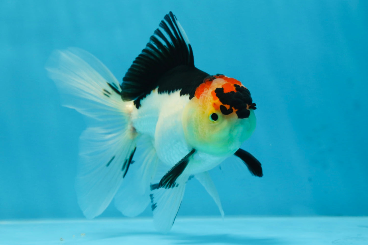 A Grade Angry Bird Tricolor Oranda Male 4.5-5 inches #053025OR_14