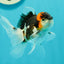 Tricolor Oranda Male 3.5-4 inches #102524OR_20