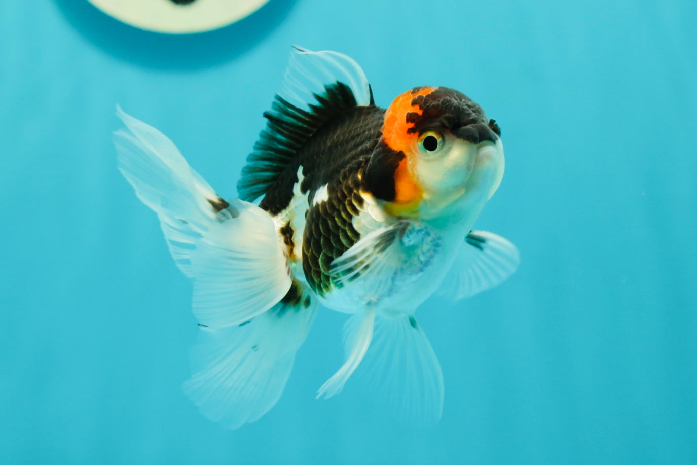 Tricolor Oranda Male 3.5-4 inches #102524OR_20