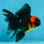 LAVA A Grade Tricolor Oranda Male 5 inches #082225OR_22