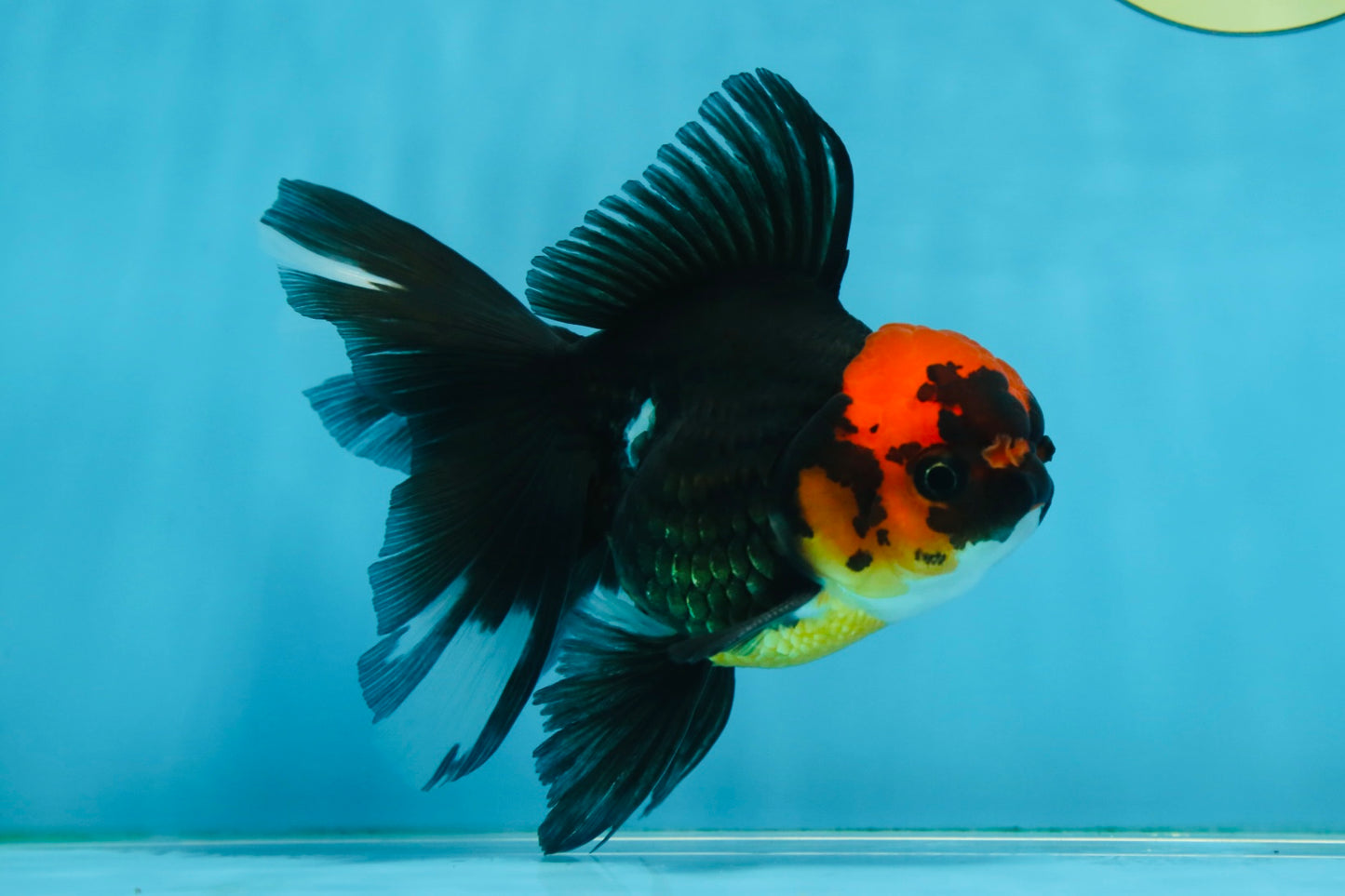 LAVA A Grade Tricolor Oranda Male 5 inches #082225OR_22