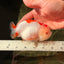 CHUBBY AAA Grade Kohaku Red White LionQueen 4.5-5 inches #032726LC_18