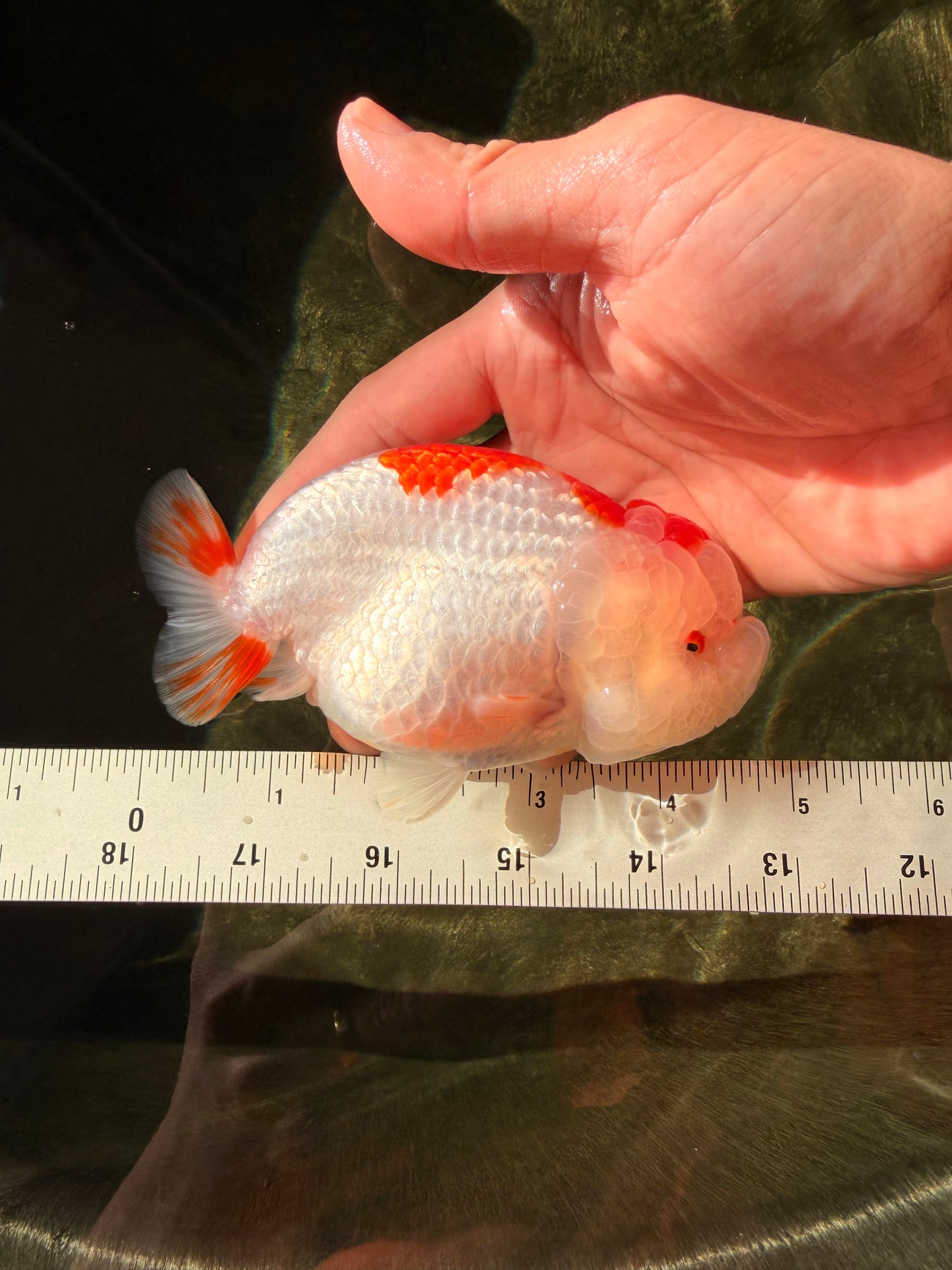 CHUBBY AAA Grade Kohaku Red White LionQueen 4.5-5 inches #032726LC_18