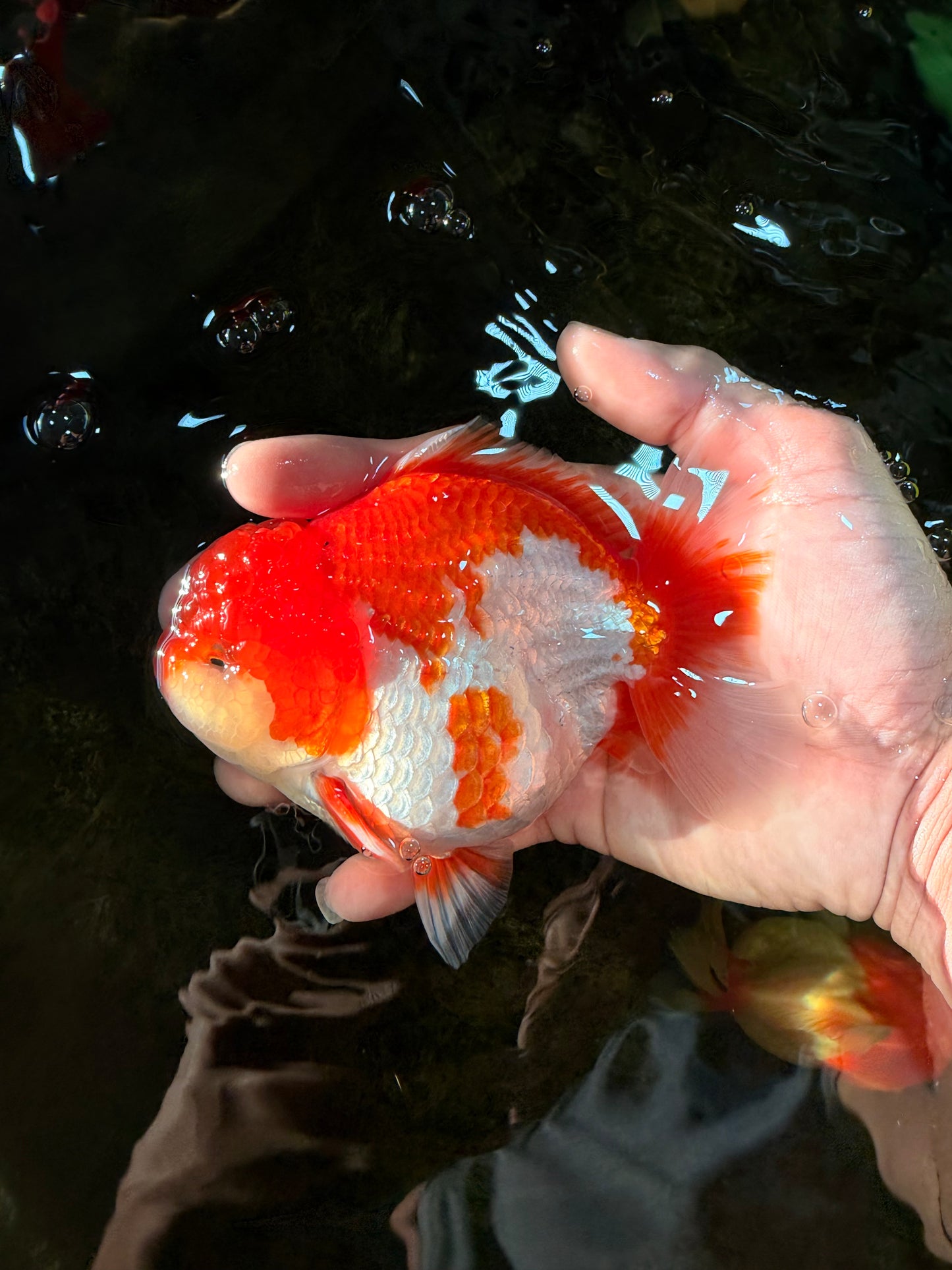 A Grade Red White Yuanbao Male 5-5.5 inches #101725YB_25