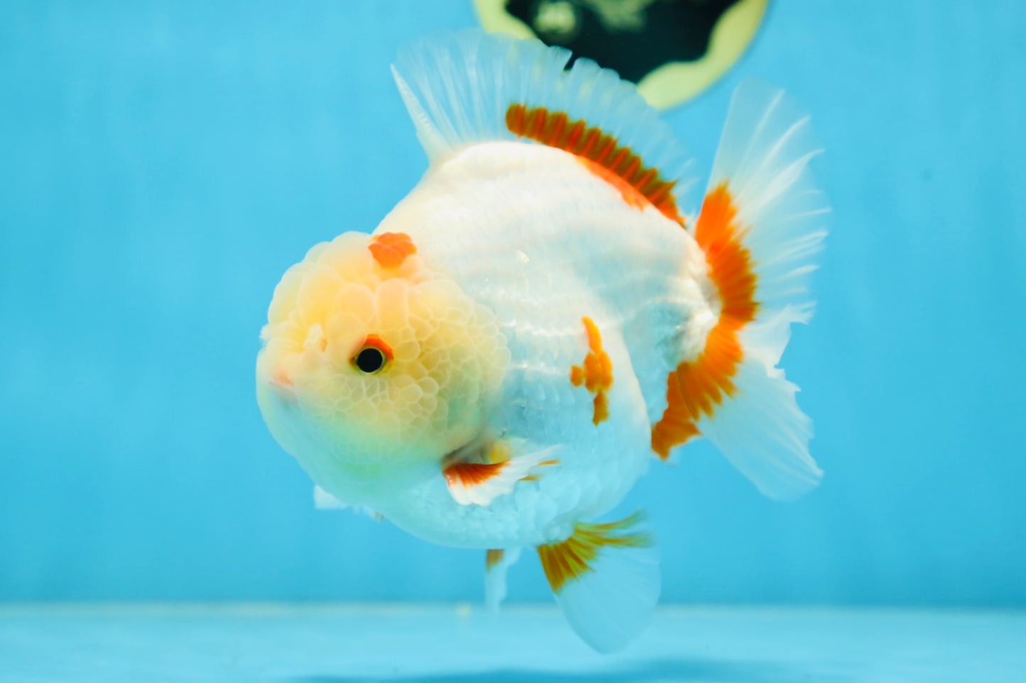 AAA Grade BEAUTIFUL Red White Yuanbao Male 5.5 inches #091225YB_02