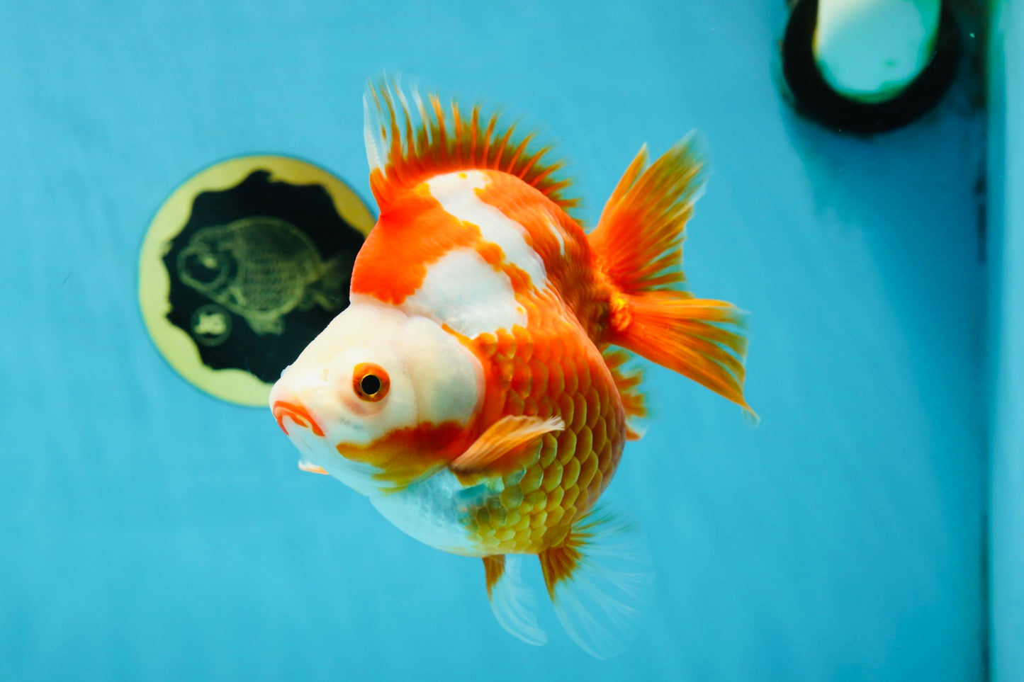 AAA GRADE Red White Ryukin Female 5.5 inches #050925RK_18