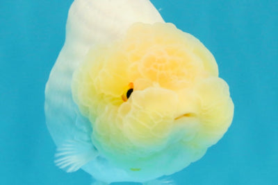 A Grade Dragon Head White LionQueen 4-4.5 inches #022726LC_25