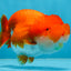 SUPER NUGGET A Grade Chubby Belly Red White LionQueen 4-4.5 inches #062025LC_11