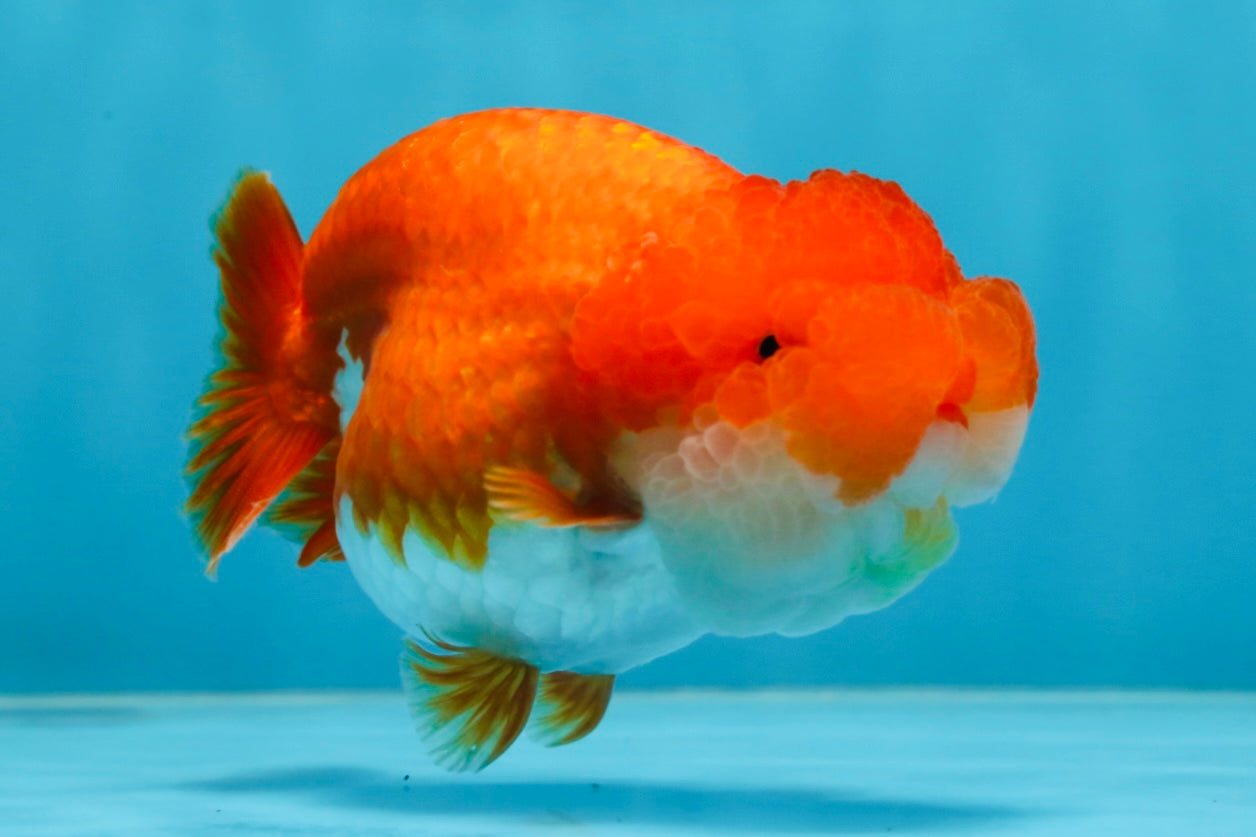 SUPER NUGGET A Grade Chubby Belly Red White LionQueen 4-4.5 inches #062025LC_11