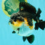 BATMAN AAA Grade Tricolor Yuanbao Male 4.5-5 inches #061926YB_33