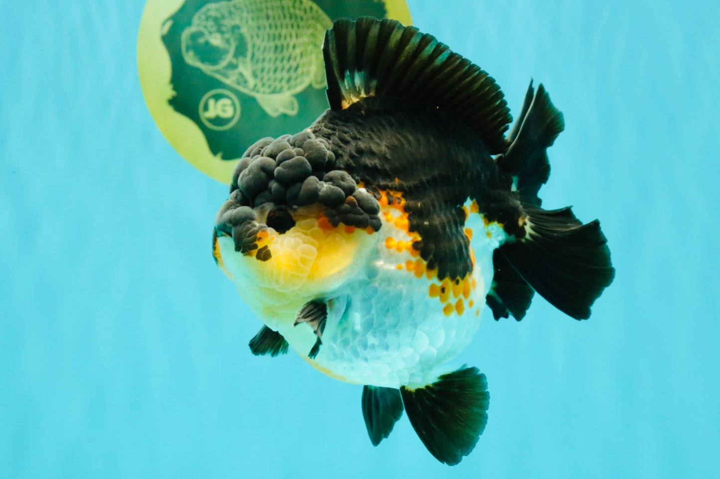 BATMAN AAA Grade Tricolor Yuanbao Male 4.5-5 inches #061926YB_33