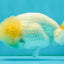White LionChu Female 4-4.5 inches #050126LC_20