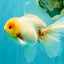 BEAUTY AAA Grade Sakura Oranda Male 6.5 inches #081426OR_03