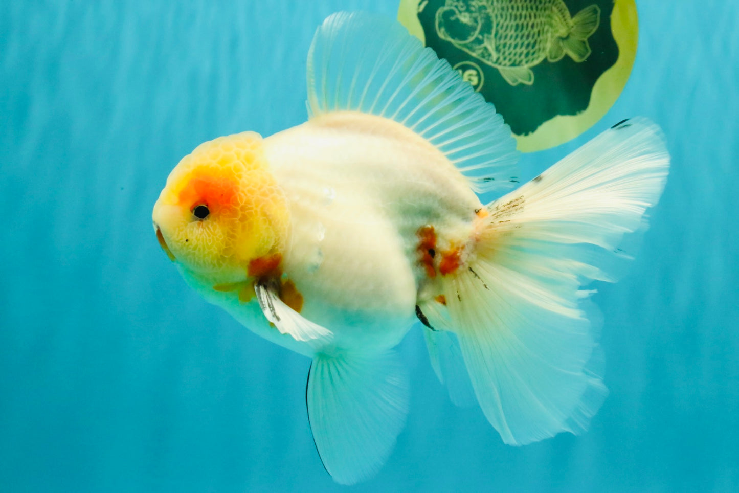 BEAUTY AAA Grade Sakura Oranda Male 6.5 inches #081426OR_03