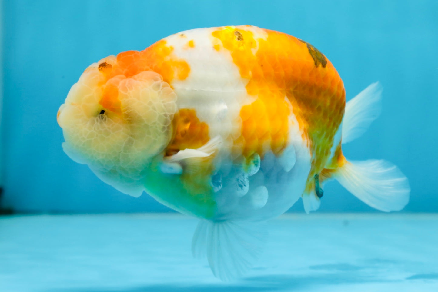 AAA Grade CHUBBY Sakura LionKing 5 inches #062025LC_03