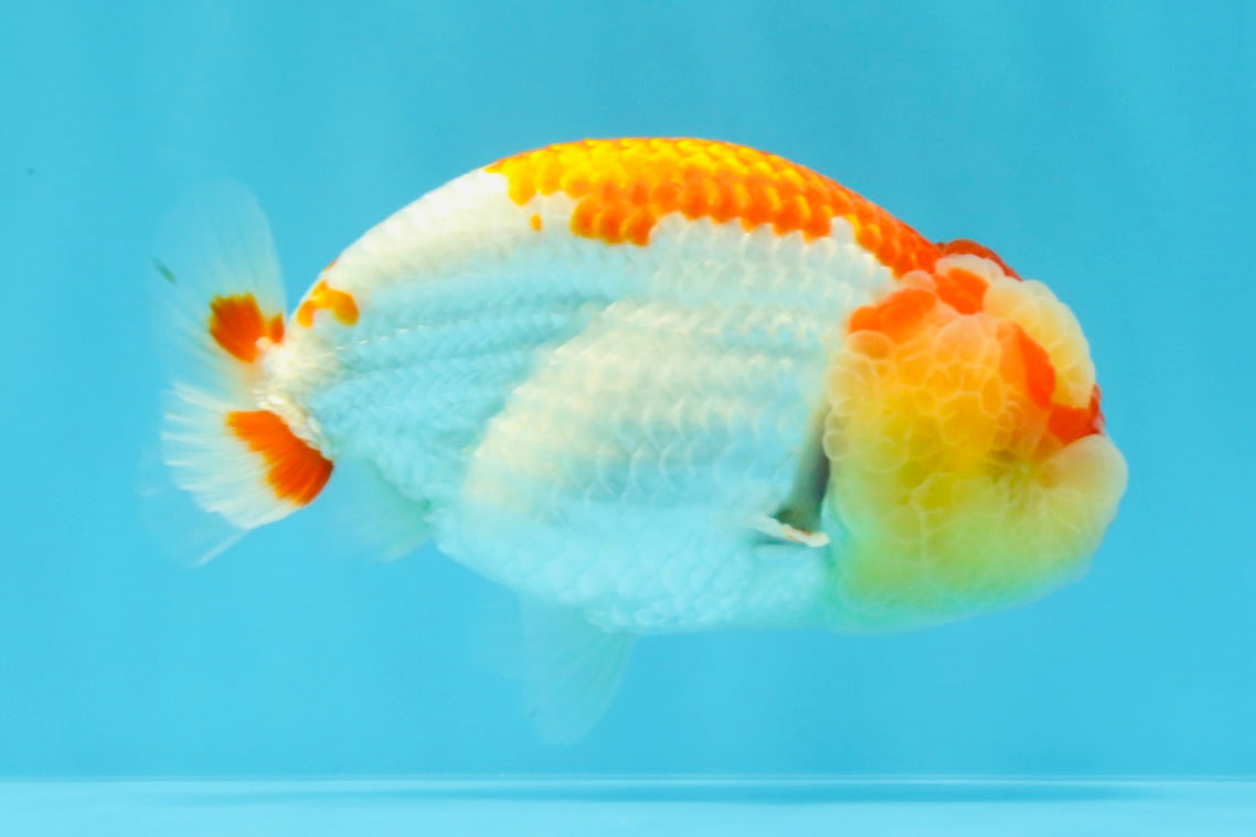 A Grade Kohaku Red White LionKing 4-4.5 inches #022026LC_17