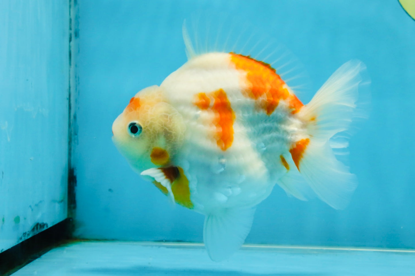 AAA Grade Godzilla Sakura Yuanbao Male 5-5.5 inches #112825YB_18