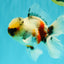 A Grade Marble Oranda Male 5.5-6 inches #082826OR_08