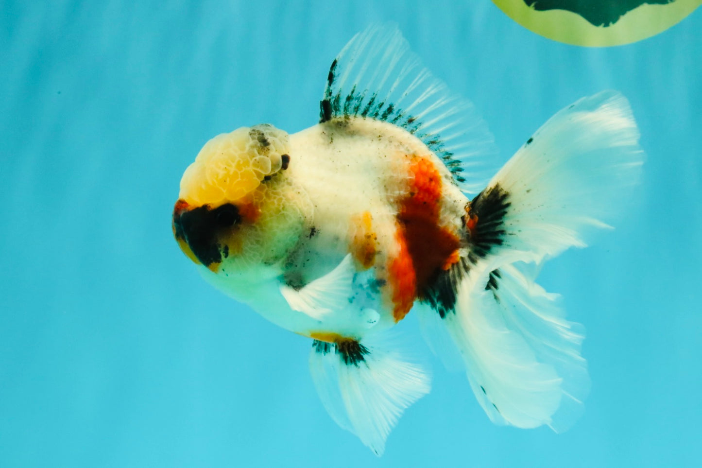 A Grade Marble Oranda Male 5.5-6 inches #082826OR_08