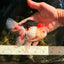 A Grade Tricolor Oranda Male 5 inches #041726OR_14