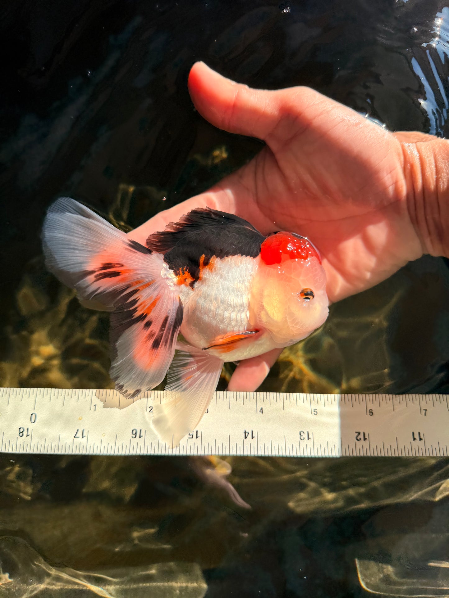 A Grade Tricolor Oranda Male 5 inches #041726OR_14