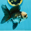 Panda Oranda Male 4.5-5 inches #112924OR_21