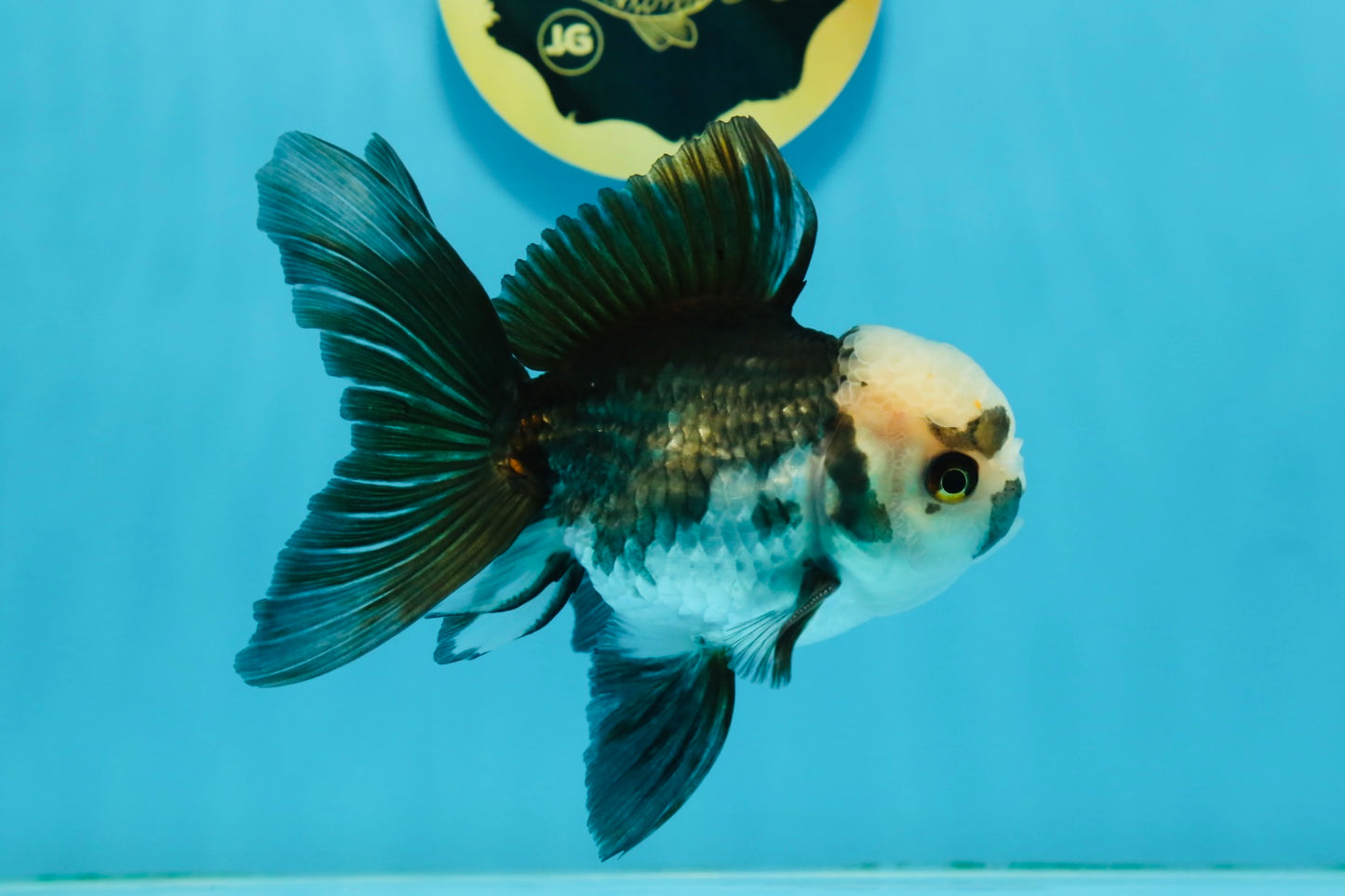 Panda Oranda Male 4.5-5 inches #112924OR_21