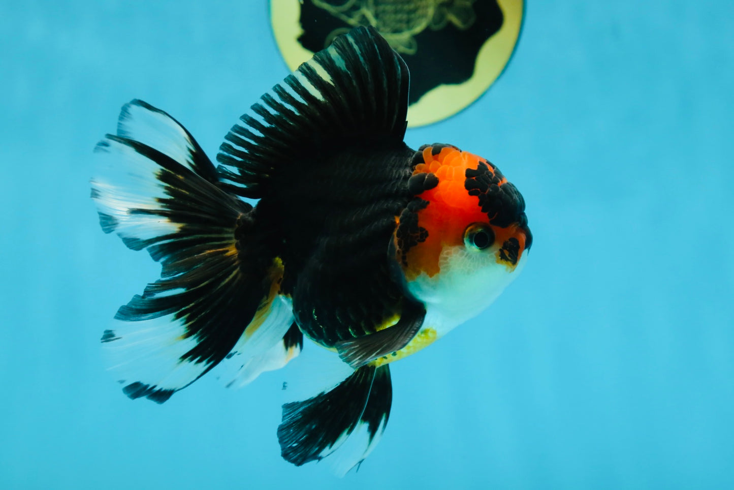 A Grade Young Tricolor Oranda Male 4.5 inches #061325_04