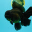 AAA Grade Godzilla Black Copper Oranda Male 7 inches #032026OR_01