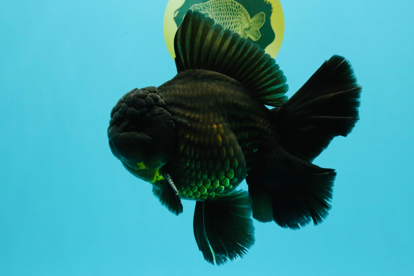 AAA Grade Godzilla Black Copper Oranda Male 7 inches #032026OR_01