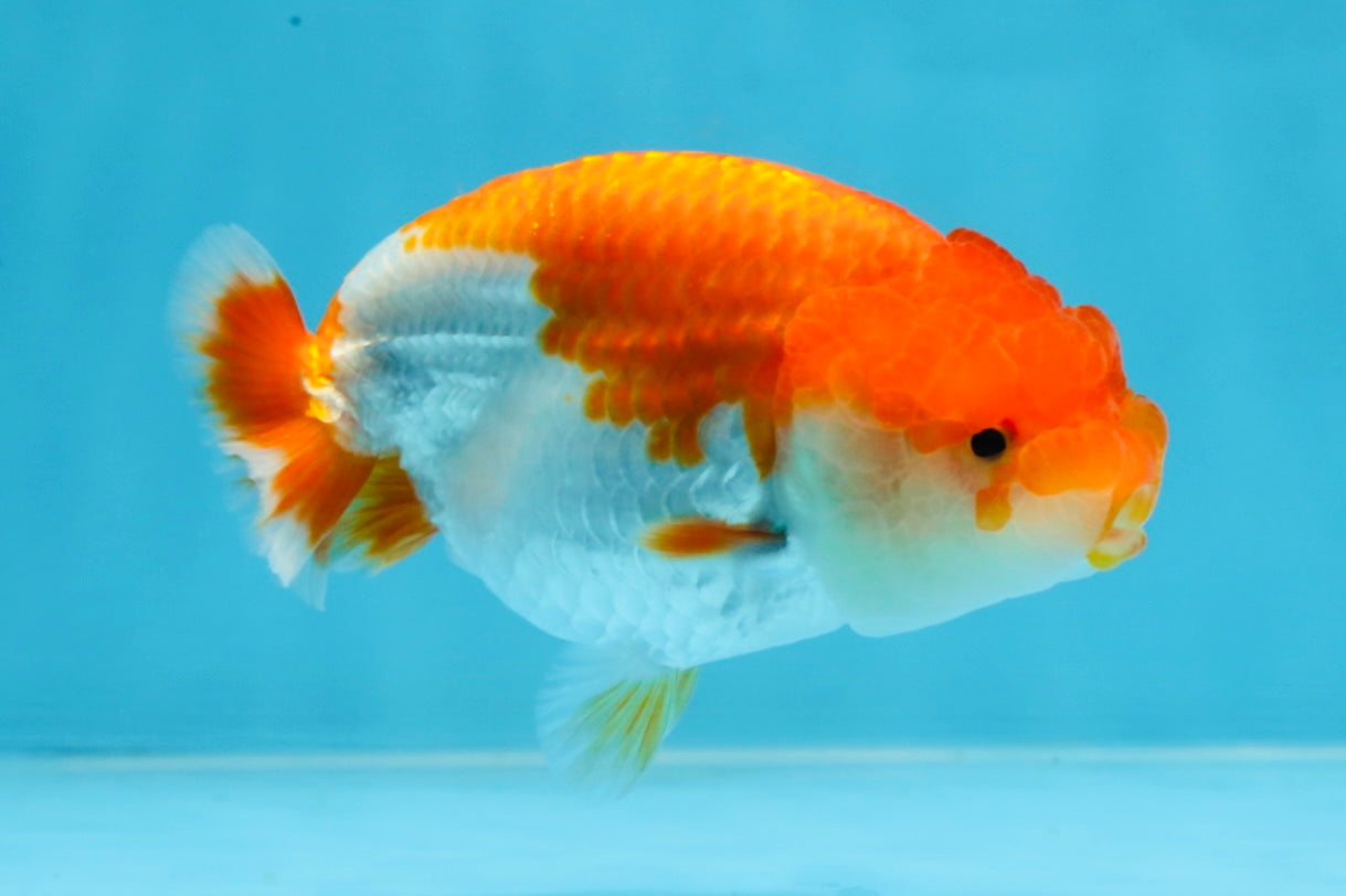 AAA Grade Red White LionQueen 4-4.5 inches #101725LC_04