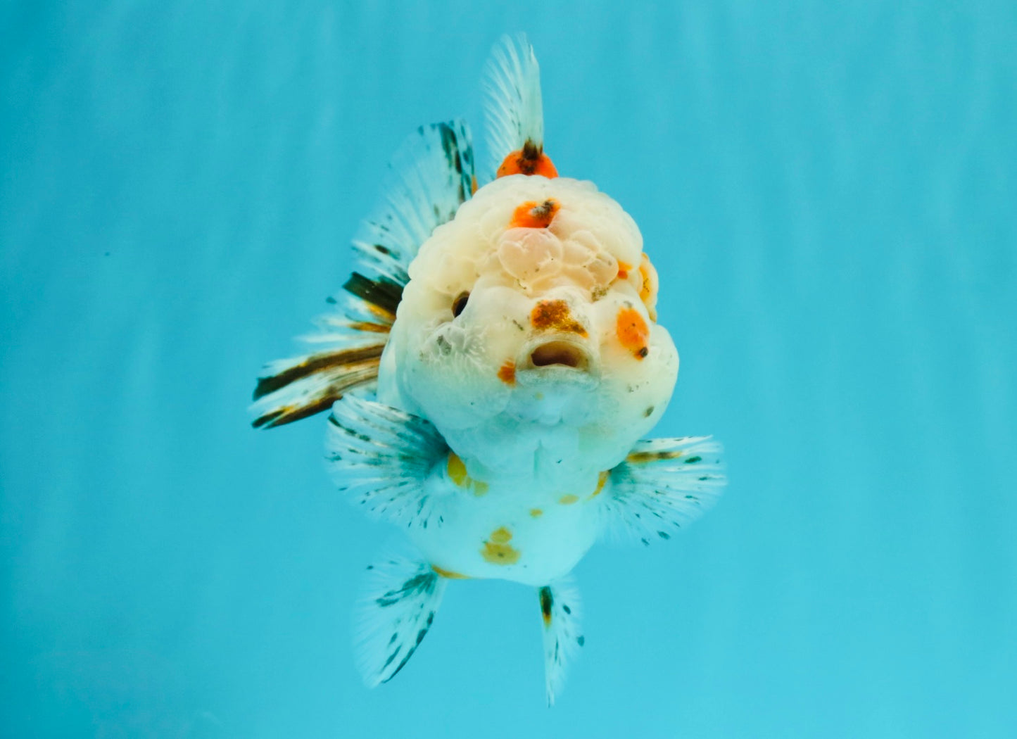 A Grade Calico Yuanbao Male 5-5.5 inches #032026YB_17