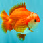 CHUBBY AAA Grade Red White Yuanbao Male 5-5.5 inches #051526YB_12