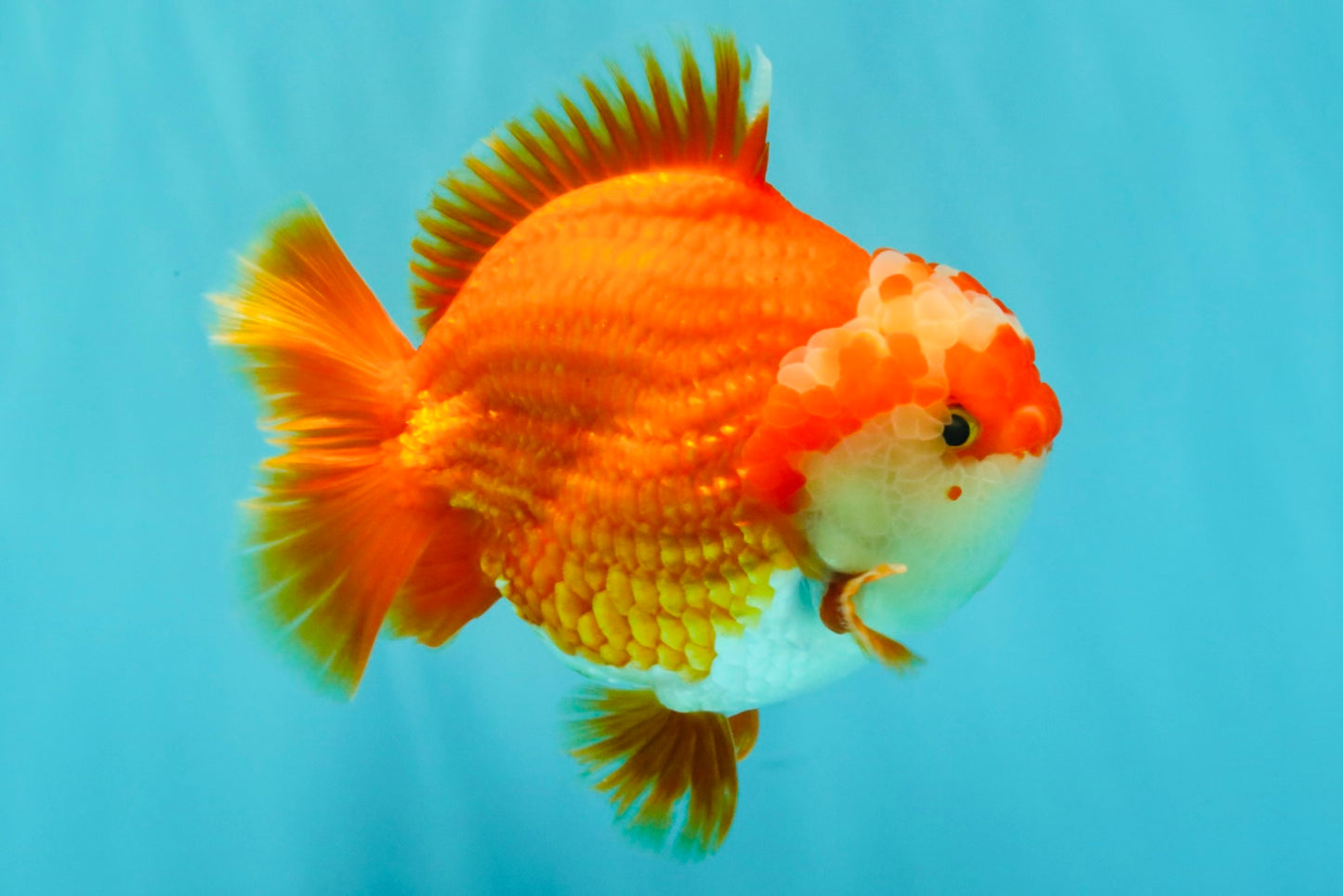 CHUBBY AAA Grade Red White Yuanbao Male 5-5.5 inches #051526YB_12