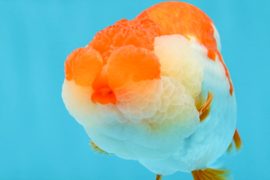 THE BEST AAA Grade Red White LionQueen 4.5 inches #042525LC_15