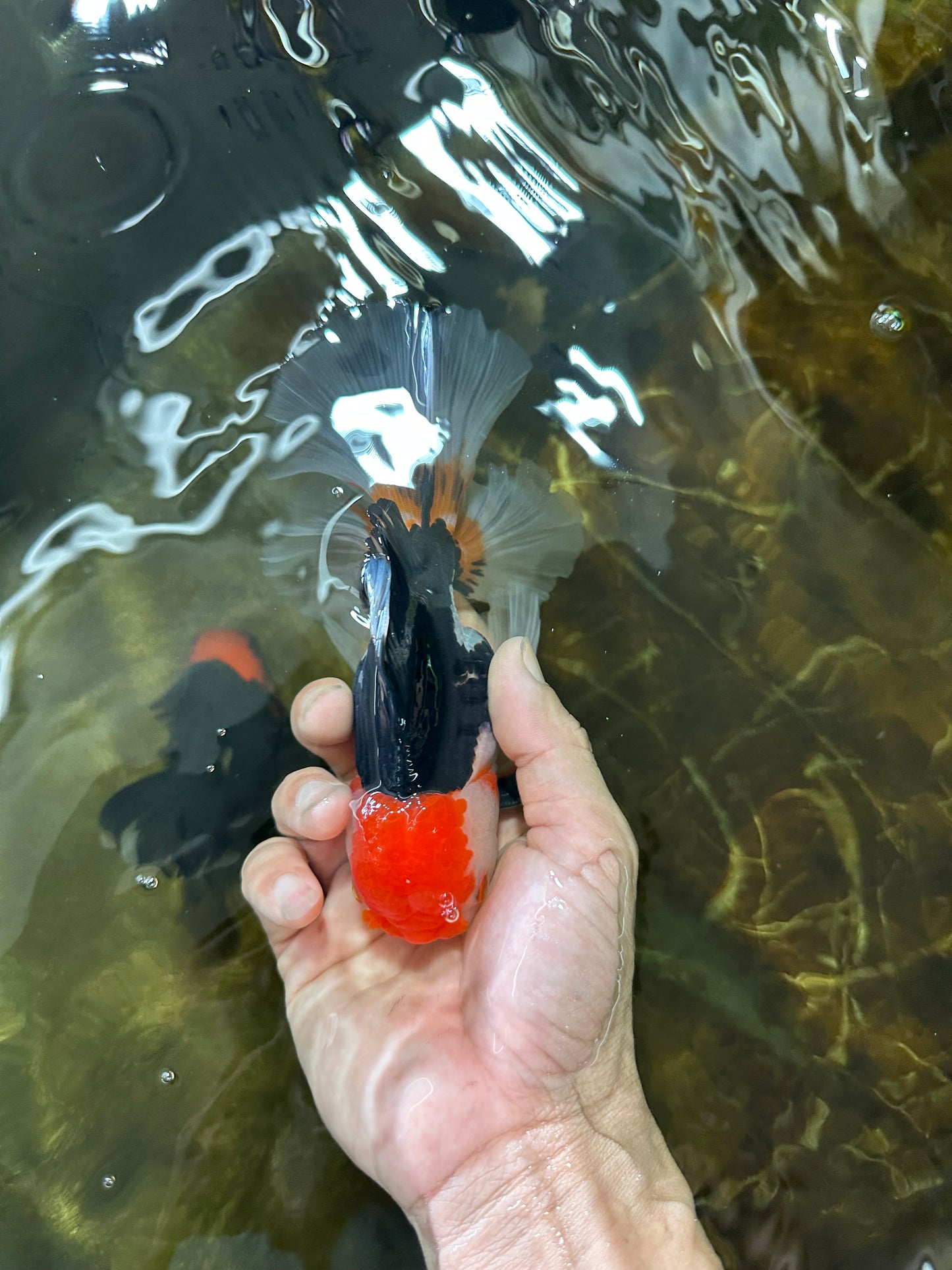 A Grade Tricolor Oranda Male 5-5.5 inches #082225OR_19