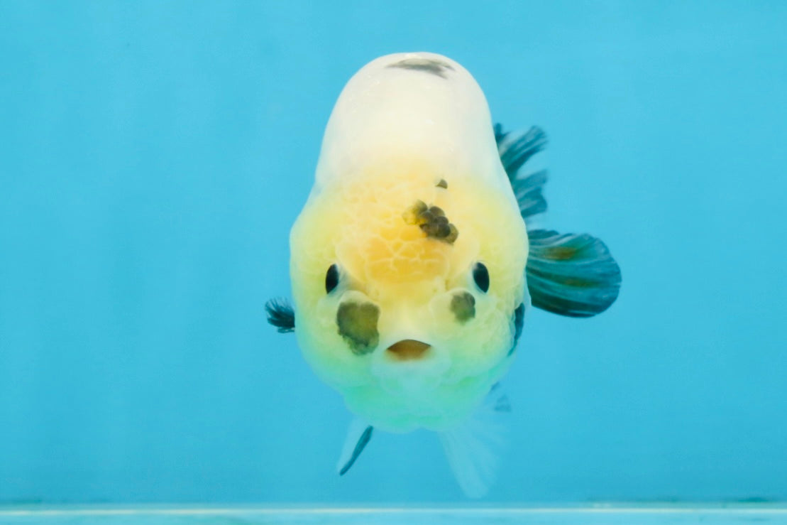 A Grade Chinese Cow Ranchu Male 4.5-5 inches #110725RC_13