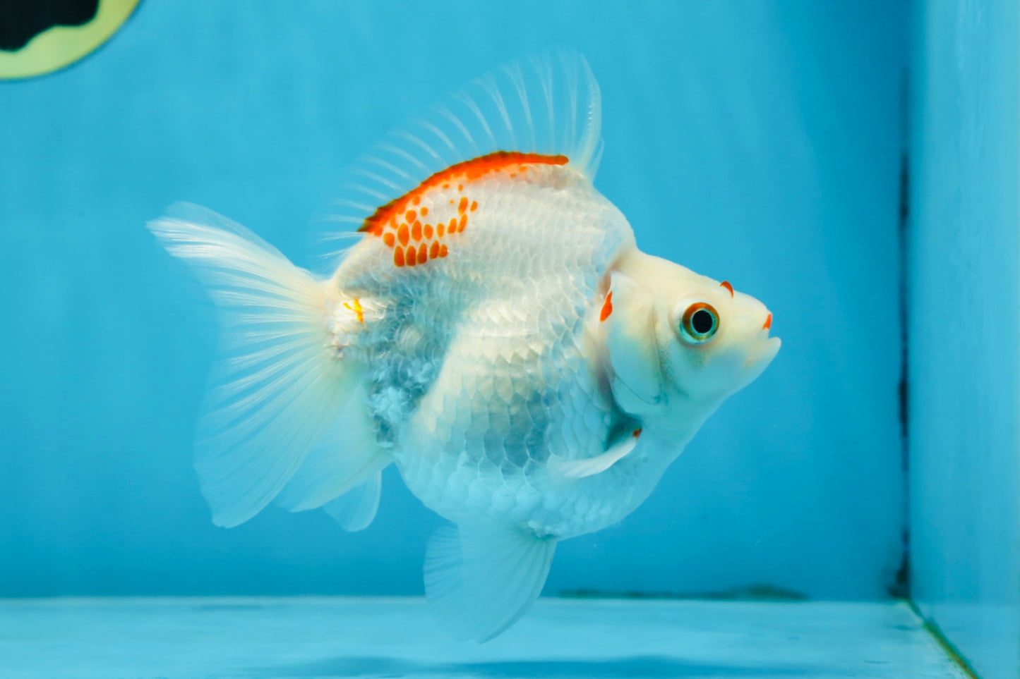 A Grade Kohaku Ryukin Red White Female 4.5-5 inches #070425RK_01