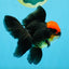 MUSTACHE A Grade Tricolor Oranda Male 5-5.5 inches #032726OR_11