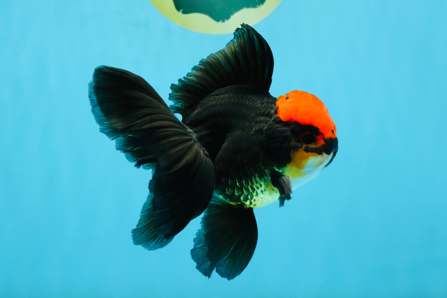 MUSTACHE A Grade Tricolor Oranda Male 5-5.5 inches #032726OR_11