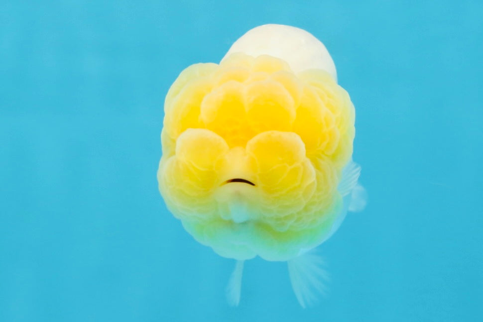 AAA Grade Young Lemonhead LionQueen 4 inches #101025LC_02