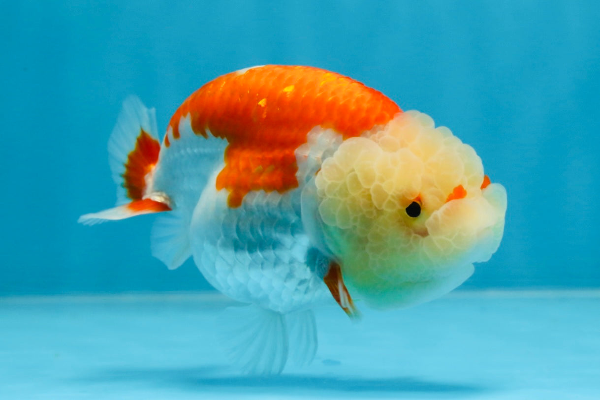 POPCORN AAA Grade Red White Kohaku LionQueen 4 inches #101725LC_05