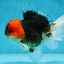A Grade SPECIAL Tricolor Oranda Male 5  inches #051625OR_27