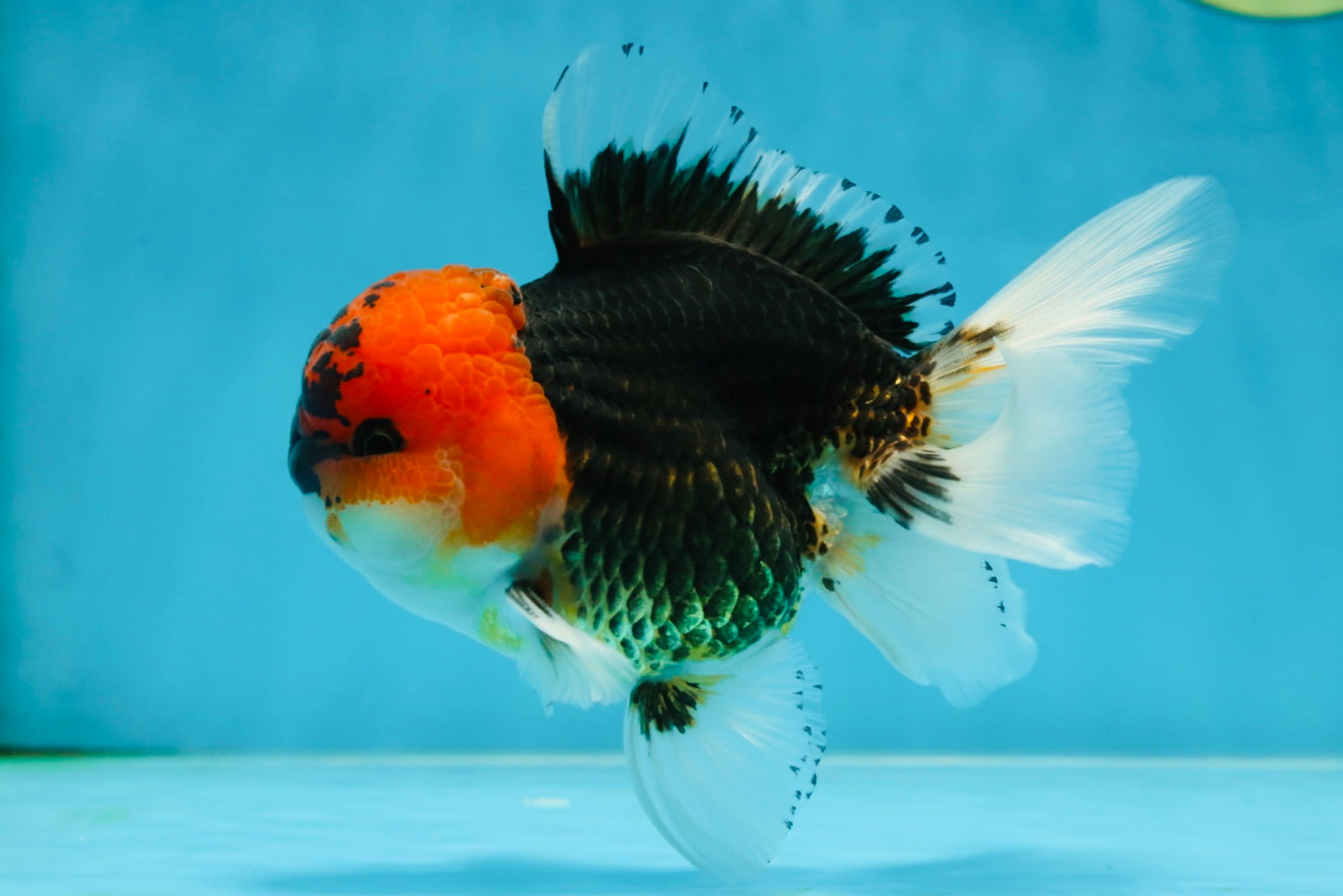 A Grade SPECIAL Tricolor Oranda Male 5  inches #051625OR_27